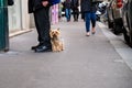 Typical parisian scene of dog stairing at camera next to man with black suit and black shoes, whose legs are showing.