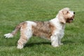 Typical Petit Basset Griffon Vendeen in the garden Royalty Free Stock Photo