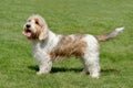 Typical Petit Basset Griffon Vendeen in the garden