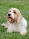 Typical Petit Basset Griffon Vendeen in the garden Royalty Free Stock Photo