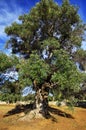 Typical plantation with old oddity olive trees in Apulia region Royalty Free Stock Photo