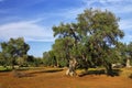 Typical plantation with old oddity olive trees in Apulia region Royalty Free Stock Photo