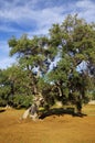 Typical plantation with old oddity olive trees in Apulia region