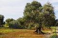 Typical plantation with old oddity olive trees in Apulia region