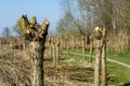 Typical pollard willows in Holland