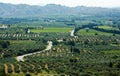 Typical Provence landscape with olive gardens