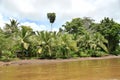 Typical riparian vegetation of the rain forest with palm trees Royalty Free Stock Photo