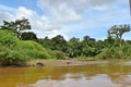 Typical rainforest riparian vegetation with trees