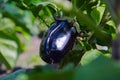 Typical Red and Brown Coloring of a Black Crimson Tomato