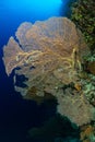 typical Red Sea tropical reef with hard and soft coral Royalty Free Stock Photo