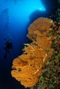 typical Red Sea tropical reef with hard and soft coral Royalty Free Stock Photo