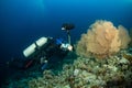 typical Red Sea tropical reef with hard and soft coral Royalty Free Stock Photo