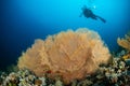 typical Red Sea tropical reef with hard and soft coral Royalty Free Stock Photo