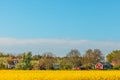 Typical red Swedish houses in summer with blooming coleseed Royalty Free Stock Photo