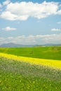 The typical rolling hills in Val D\'Orcia vertical view Royalty Free Stock Photo