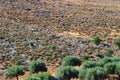 Dry Greek Summer Landscape With Sheep