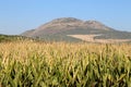 Typical rural landscape with olives and corn fields. Andalusia, Spain Royalty Free Stock Photo