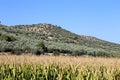 Typical rural landscape with olives and corn fields. Andalusia, Spain Royalty Free Stock Photo
