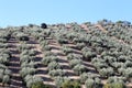 Typical rural landscape with olives and corn fields. Andalusia, Spain Royalty Free Stock Photo