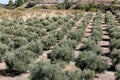 Typical rural landscape with olives and corn fields. Andalusia, Spain Royalty Free Stock Photo