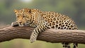 Typical of a savanna landscape enhancing the leopard s striking Royalty Free Stock Photo