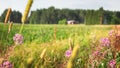 Typical scandinavian countryside in summer Royalty Free Stock Photo