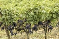 Rural Tuscan Vines at Harvest time Royalty Free Stock Photo