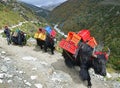 Common sight of black yak carrying goods, crates for humans on the highland country side of Nepal Royalty Free Stock Photo