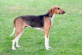 Typical Scenthound Poitevin dog Royalty Free Stock Photo