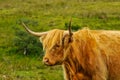 Typical Scottish cow