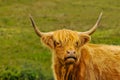 Typical Scottish cow