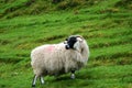 Typical scottish black faced sheep