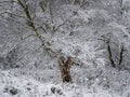 Rural winter snow scene on Wetley Moor, Staffordshire, UK Royalty Free Stock Photo