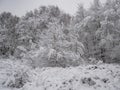 Rural winter snow scene on Wetley Moor, Staffordshire, UK