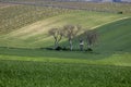 A typical section of the cultural landscape of the Lower Austrian Weinviertel: farmland, viticulture, hunting grounds.