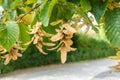 typical seeds of a hornbeam tree