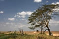 A typical serengeti landscape