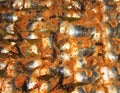 Typical Sicilian dish called `sardine a beccafico` composed of sardines, raisins, breadcrumbs pine nuts and lemon