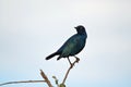 Cape Glossy Starling in Addo Elephant National Park Royalty Free Stock Photo