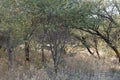 Typical view of secretive and elusive African leopard from safari vehicle at Okonjima Nature Reserve, Namibia