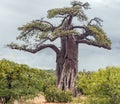 Typical silhouette of baobab against gray sky in landscape of shrub savanna