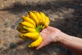 Typical small Cuban bananas on the palm. Royalty Free Stock Photo