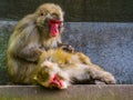Typical social primate behavior, japanese macaque couple grooming, tropical monkeys from Japan