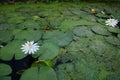 the beauty of lotus flowers on a sunny morning, in a stream of water in Banjarmasin, South Kalimantan Indonesia Royalty Free Stock Photo