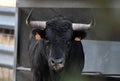 A typical spanish bull with big horns and challenging gaze