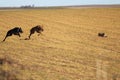 Typical Spanish dog ready to run behind the Hares