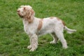 Typical Spinone Italiano dog on a green grass lawn Royalty Free Stock Photo