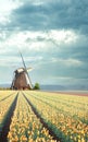 Windmill at the Yellow Tulip Bulb Farm Royalty Free Stock Photo