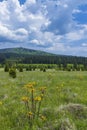 Typical spring landscape near Stozec, Nation park Sumava, Czech Republic