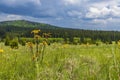 Typical spring landscape near Stozec, Nation park Sumava, Czech Republic